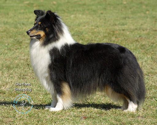 Shetland Sheepdog 9J088D-06.JPG